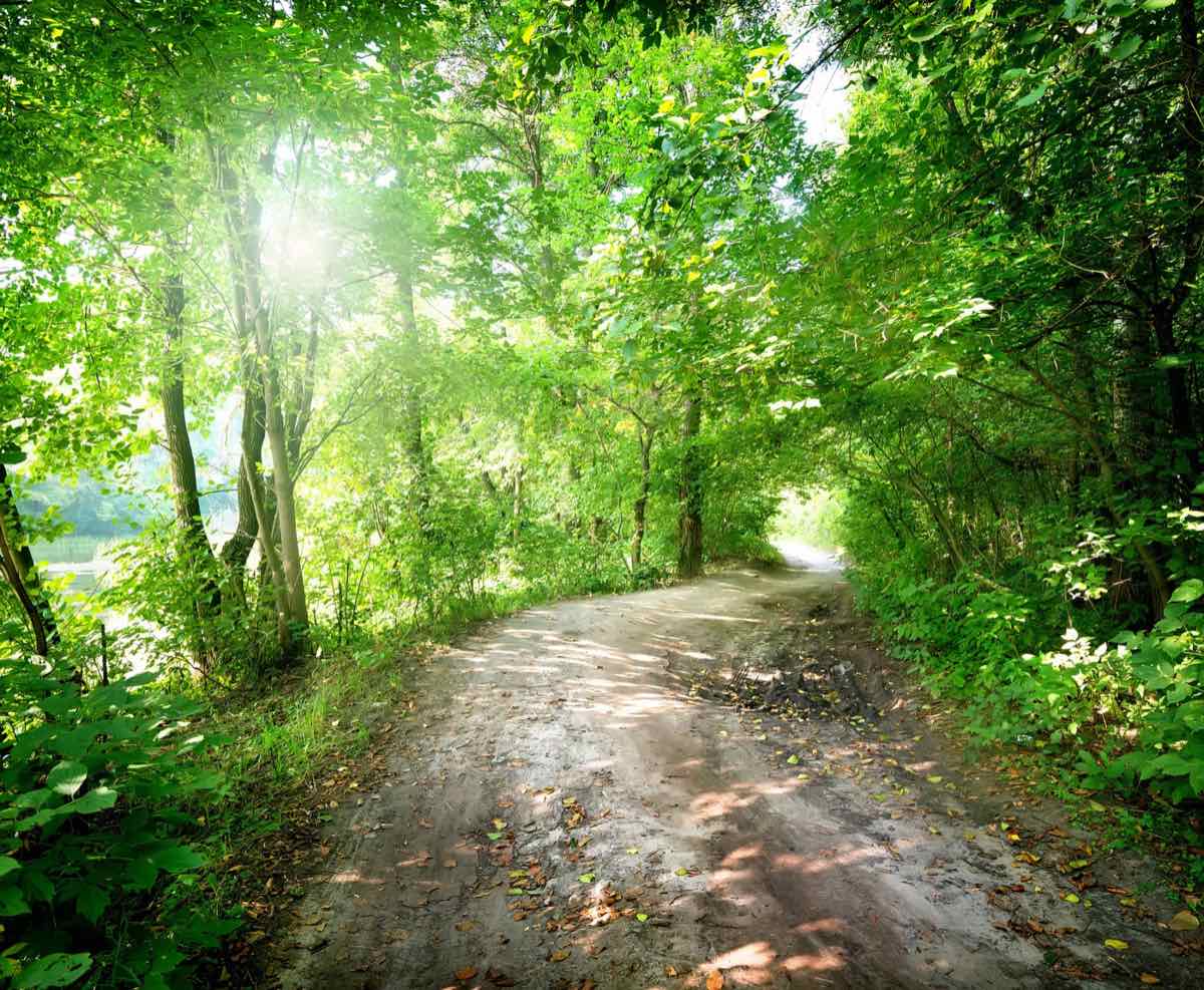 A sunlit path through the forest